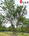四川成都樸樹批發(fā)價工程園林行道綠化喬木貴州樸樹哪里有賣