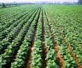 农业土壤改良二氧化氯消毒片烟草育苗喷雾消毒剂直供