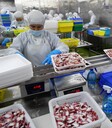剖魚(yú)工清洗工普工操作工包裝工貨運司機