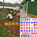 花園改造草坪苗木金葉貞紅葉石楠海桐球鵝卵石營養(yǎng)土花園移樹