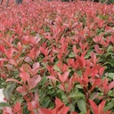 綠化養(yǎng)護(hù)別墅花園除草工程草皮灌木樹苗