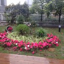 花園改造庭院假山魚池工程草坪苗木灌木樹苗鵝卵石土