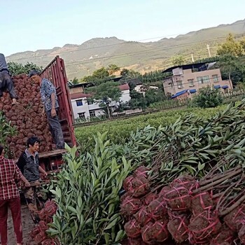 花園草坪除草修剪樹枝大樹砍伐庭院栽花工程草坪草卷腐殖土石子