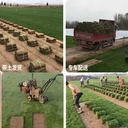 花園改造栽樹填土鋪草坪修剪樹枝砍樹移栽樹鵝卵石腐殖土