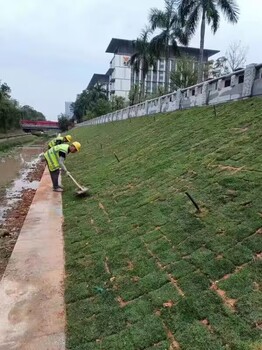 重慶哪里有賣綠化草皮的重慶地區(qū)草皮基地工程草坪