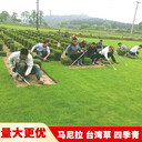 綠化草坪恢復(fù)護(hù)坡草皮油菜花籽果嶺草卷三角梅迎春花垂絲海棠
