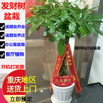 江北嘴发财树盆栽开业乔迁绿植办公室植物绿萝吊兰多少钱一盆