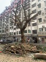 重慶砍樹排危大樹輸營養(yǎng)液綠化修剪除草花園開荒鵝卵石水洗石