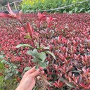 石竹杜鵑花春娟木春菊翠蘆綠菖蒲六月雪黃楊麥冬玉龍草坪孔雀草