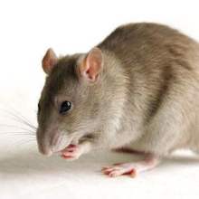 聊城有灭老鼠的吗、价格多少，灭鼠公司管用吗
