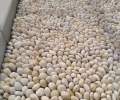 哈尔滨动力区5-8厘米变压器鹅卵石米黄色鹅卵石厂家批发供应