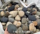 甘孜得荣县5-8厘米变压器鹅卵石米黄色鹅卵石厂家批发供应图片