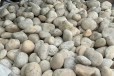海南贵德县变压器鹅卵石米黄色鹅卵石生产供应商