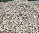 松原前郭尔罗斯蒙古族自治县配电室鹅卵石米黄色鹅卵石一吨价格图片