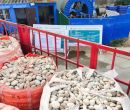 湛江廉江市米黄色鹅卵石厂家批发供应图片