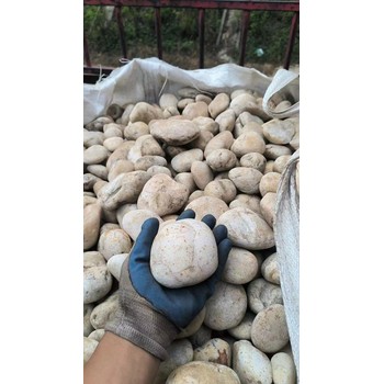 連云港連云區(qū)5-8厘米變壓器鵝卵石米黃色鵝卵石廠家批發(fā)