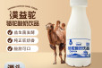 骆驼酸奶贴牌原料-驼酸奶批发厂家-骆驼酸奶ODM贴牌工厂
