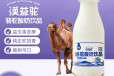 驼酸奶贴牌代工-骆驼酸奶代工生产厂家-骆驼酸奶贴牌厂家