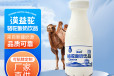 骆驼酸奶代加工工厂骆驼酸奶oem价格驼酸奶ODM贴牌代工