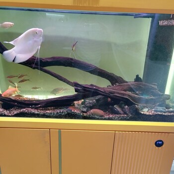 廣州小李水族上門清洗魚缸清洗魚池