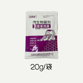 根结线虫克星淡紫紫孢菌