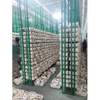 食用菌網(wǎng)格架浸塑網(wǎng)格架出菇架