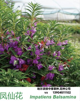 波斯菊花種批發(fā)__花種.草種哈爾濱批發(fā)銷售