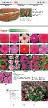 孔雀草_花種銷售.哈爾濱草種.花種哪賣(mài)圖片