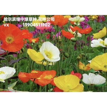 哈尔滨花种公司_花种批发价格_草种价格表