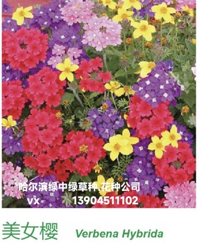 哈爾濱花卉種子批發(fā)_常年銷售花種的公司