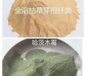 哈茨木霉＋枯草芽孢杆菌使用使用在经济作物上预防病害杀菌