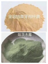 哈茨木霉＋枯草芽孢桿菌在作物上有什么明顯功效圖片