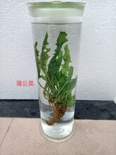 中药植物浸制标本瓶装标本