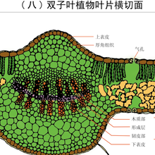 教学挂图医学挂图动物挂图植物挂图制作