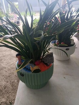 南寧盆景盆栽綠植批發在哪里找匯成園藝