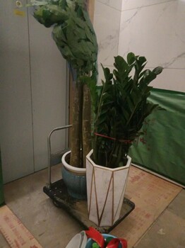 南寧盆景盆栽綠植批發在哪里找匯成園藝