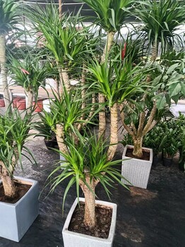 南寧盆景盆栽綠植批發在哪里找匯成園藝