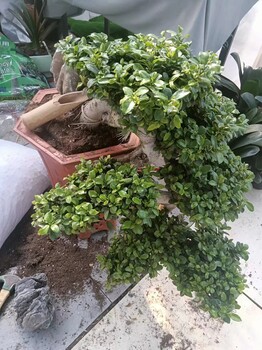 南寧五象新區(qū)A室內(nèi)綠植租賃養(yǎng)護(hù)公司找匯成園藝