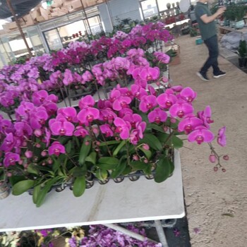 南寧五象新區(qū)A室內(nèi)綠植租賃養(yǎng)護(hù)公司找匯成園藝