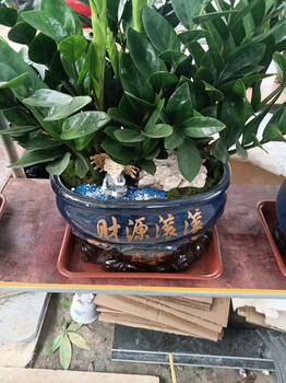 南寧萬象城室內(nèi)綠植養(yǎng)護(hù)公司找匯成園藝