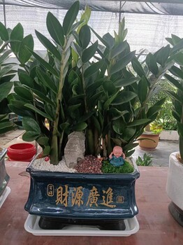 南寧辦公室辦公樓酒店室內(nèi)綠植租賃批發(fā)匯成園藝