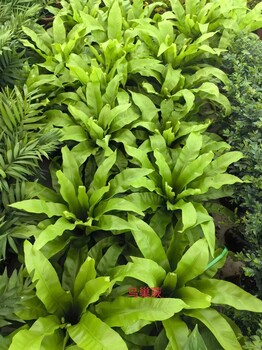 南寧五象新區(qū)A室內(nèi)綠植租賃養(yǎng)護(hù)公司找匯成園藝