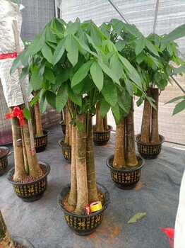 南寧萬象城室內(nèi)綠植養(yǎng)護(hù)公司找匯成園藝