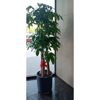 南寧江南區綠植租賃養護