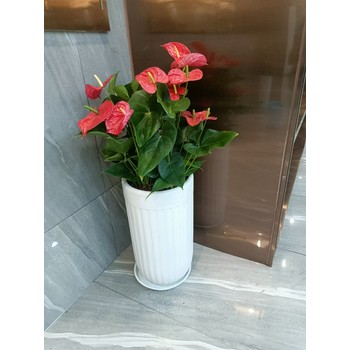 南寧邕寧區(qū)哪里有室內(nèi)綠植花卉租賃養(yǎng)護(hù)批發(fā)