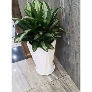 南寧江南區綠植租賃養護