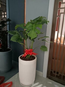 南寧民族大道附近哪里有綠植租賃公司找匯成園藝