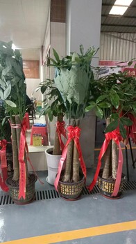 南寧民族大道附近哪里有綠植租賃公司找匯成園藝