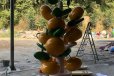 建筑脐橙雕塑制造厂家-动态雕塑-湖南企业脐橙雕塑