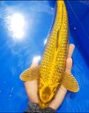 廣州魚池清洗，魚池維修電話，水泵維修，魚池水不清